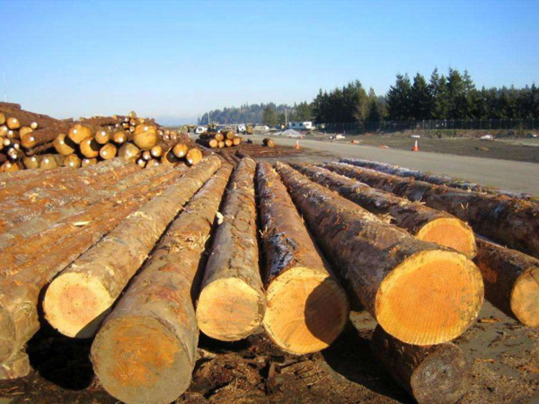 木材進口報關|進口木材報關的文件及其報關的操作流程(圖1) 木材.jpg